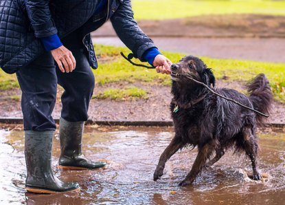 family children lifestyle photographer falkirk photography dogs pets