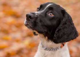 family children lifestyle photographer falkirk photography dogs pets
